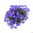 로벨리아 | 집안 분위기를 화사하게 바꿔주는 나비꽃 가든온 로벨리아 플랜테리어 후기