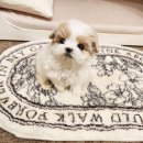 파주켄넬 이미지