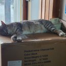 아모르 루시 이미지