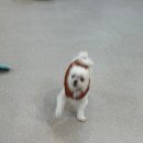 멍테소리 이미지