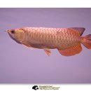 바브네이쳐 이미지