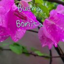 #BONITA 이미지