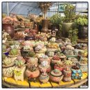 다육꽃세상 이미지