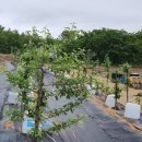 준이네농장 이미지