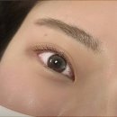 레레아속눈썹