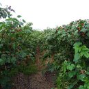 김동기농장 이미지