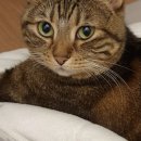 서진동물병원 이미지