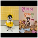 부산 강아지유치원 맘바이 서면본점 다니기 전 후 추천 및 후기