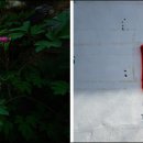 감나무집공할머니민박 이미지