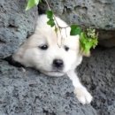 강쥐 이미지