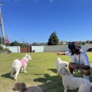 호야별 애견유치원 이미지