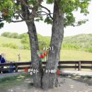 평창자연속쉼표 이미지