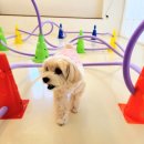 몽블리 펫샵 이미지