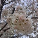 무지개다리(계양3동행정복지센터 방면) | 서울근교 인천근교│벚꽃이 활짝 만개한 벚꽃명당 나들이