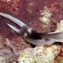 A headshield sea slug 이미지