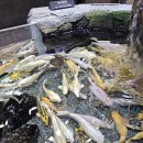 아쿠아카페(AQUA CAFE) 이미지