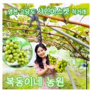 대가포도농원 | 영천 샤인머스켓 택배주문 직거래 가능한 복동이네 농원