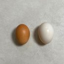 향나무촌 이미지