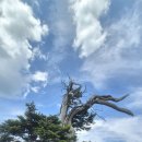 2606 청옥,태백산 이미지