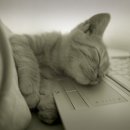 알레그레 이미지