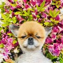 몽글몽글 애견유치원 이미지