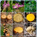 금학산 목장 이미지