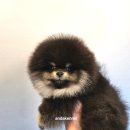 안다켄넬 이미지