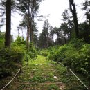 잣나무향기 이미지