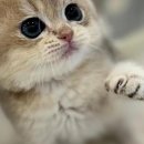 라온캣 대구고양이분양 낭만펫 강아지분양 대구점 이미지