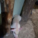 복농장 이미지