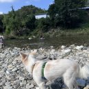 아모르 루시 이미지