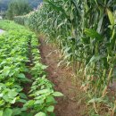 홍원농장 이미지