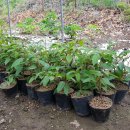 방우농장 이미지