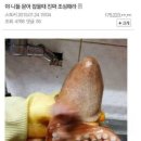 야문어 이미지