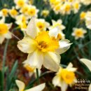 성일축산 | 유기방가옥 수선화 축제 충남 서산 여미리 봄꽃여행 추천