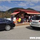 파파스팜 이미지