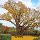 방학동 은행나무 이미지