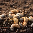 주식회사 진바이오 이미지