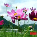 코스모스 이미지