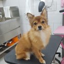 개멋지냥 이미지