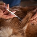 24시 더케어 동물의료센터 이미지