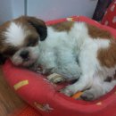 순돌뭐하니 이미지