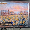 경남 함안 강주 해바라기 이미지