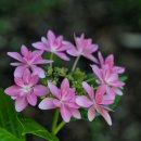 도피오 DOPPIO 이미지