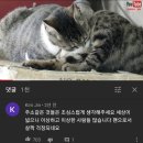 길고양이 유튜버들에게 꼭 달린다는 댓글......jpg 이미지