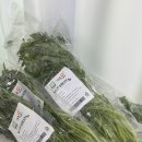 완사천 | 세척미나리 온새미로 봄나물 삼겹살 미나리 샤브샤브