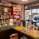 애견의 명가 궁 이미지