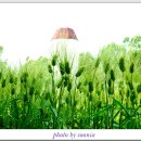 청보리 농장 이미지