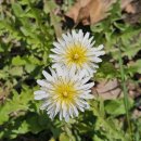 경기둘레길 평택46코스 | 경기둘레길 46코스 화성/평택 *이화리 정류장~평택 마린센터* (25.04.15)
