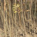 일심2로 R 이미지